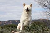 AKITA AMERICAIN 412